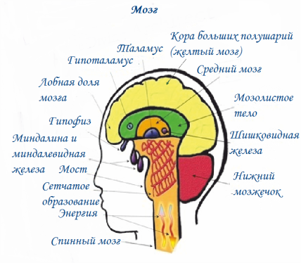 основные элементы головного мозга