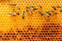 https://st2.depositphotos.com/1111257/10968/i/950/depositphotos_109683538-stock-photo-closeup-of-bees-on-honeycomb.jpg