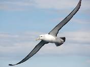 парящий в небе альбатрос | Животные, Птицы