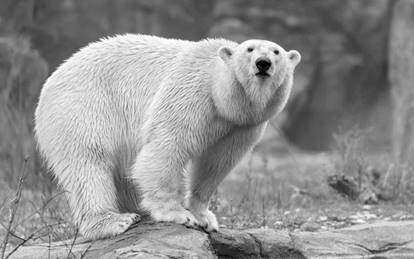 В венском зоопарке умерла прибывшая из Таллинна белая медведица Нора |  Эстония | ERR